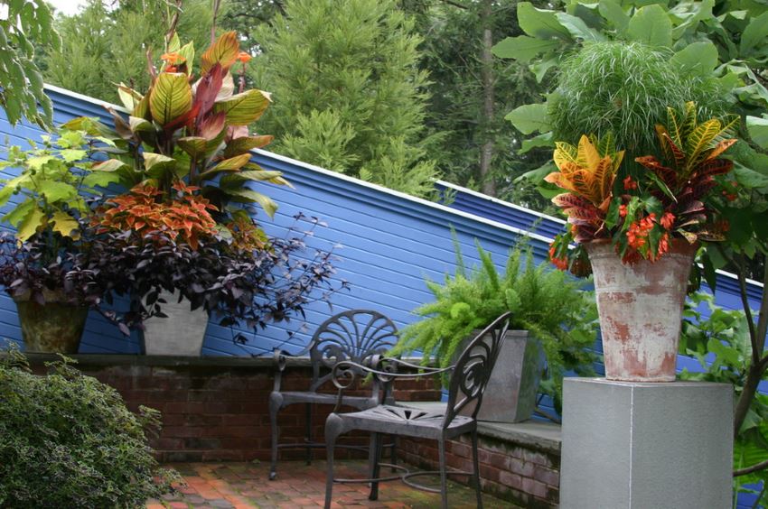 containers-of-tropical-potted-plants