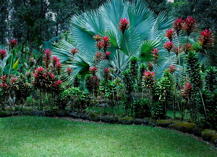 gardens-tropical-plants-design-ideas